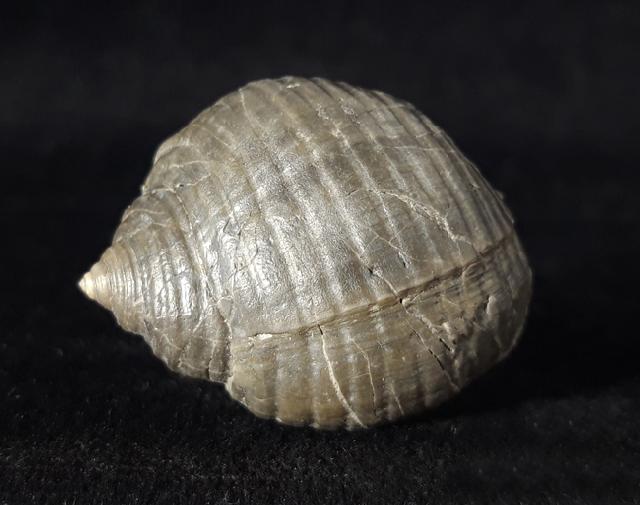 Dolium (Cadium) orbiculatum (BROCCHI 1814)  - Bild © FossNet FossilienStore